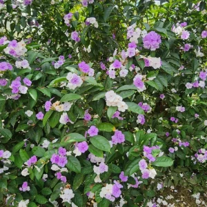 Brunfelsia Latifolia Live Plant - Yesterday-Today-Tomorrow Shrub - 1-2 ft - Image 8