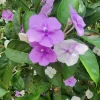 Brunfelsia Latifolia Live Plant - Yesterday-Today-Tomorrow Shrub - 1-2 ft - Image 1