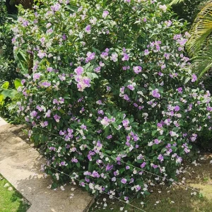 Brunfelsia Latifolia Live Plant - Yesterday-Today-Tomorrow Shrub - 1-2 ft - Image 9
