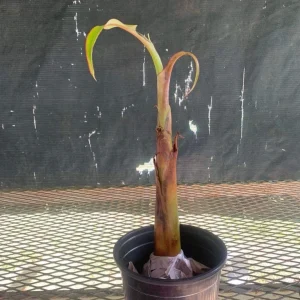 Burro Plantain Live Plant (Musa Paradisiaca) - 10-18in Banana Tree Seedling - Image 2