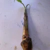 Burro Plantain Live Plant (Musa Paradisiaca) - 10-18in Banana Tree Seedling - Image 1