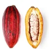 Cacao Live Tree Plant - 2-3ft Tall - Grow Your Own Chocolate - Tropical - Image 1