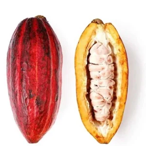 Cacao Live Tree Plant - 2-3ft Tall - Grow Your Own Chocolate - Tropical - Image 1
