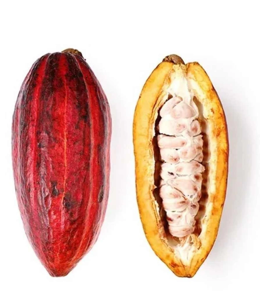 Cacao Live Tree Plant - 2-3ft Tall - Grow Your Own Chocolate - Tropical - Image 1