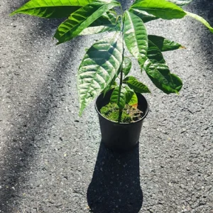 Cacao Live Tree Plant - 2-3ft Tall - Grow Your Own Chocolate - Tropical - Image 2
