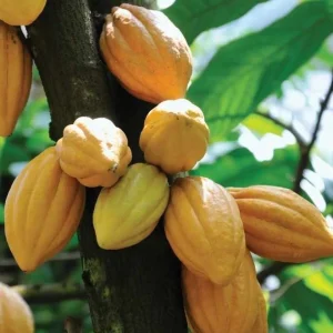 Cacao Live Tree Plant - 2-3ft Tall - Grow Your Own Chocolate - Tropical - Image 3