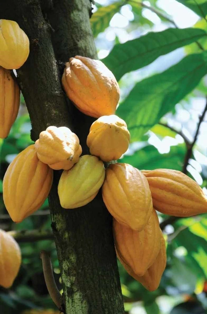 Cacao Live Tree Plant - 2-3ft Tall - Grow Your Own Chocolate - Tropical - Image 3