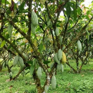 Cacao Live Tree Plant - 2-3ft Tall - Grow Your Own Chocolate - Tropical - Image 4