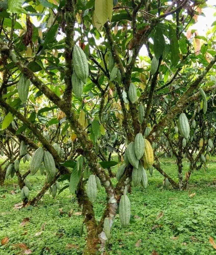 Cacao Live Tree Plant - 2-3ft Tall - Grow Your Own Chocolate - Tropical - Image 4