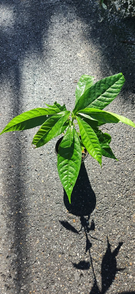 Cacao Live Tree Plant - 2-3ft Tall - Grow Your Own Chocolate - Tropical - Image 5