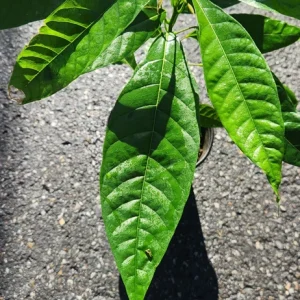 Cacao Live Tree Plant - 2-3ft Tall - Grow Your Own Chocolate - Tropical - Image 6