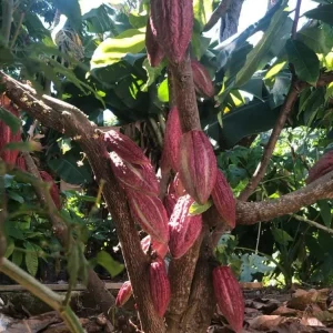 Cacao Tree Live Plant (Theobroma Cacao) - 2-3 ft Tall - Tropical Fruit Tree - Image 3