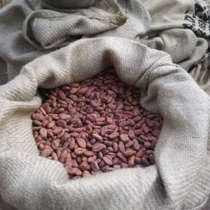 Cacao Tree Live Plant (Theobroma Cacao) - 2-3 ft Tall - Tropical Fruit Tree - Image 7