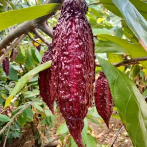 Cacao Tree Live Plant (Theobroma cacao) – Grow Your Own Chocolate – 12-24 inches Tall - Image 2