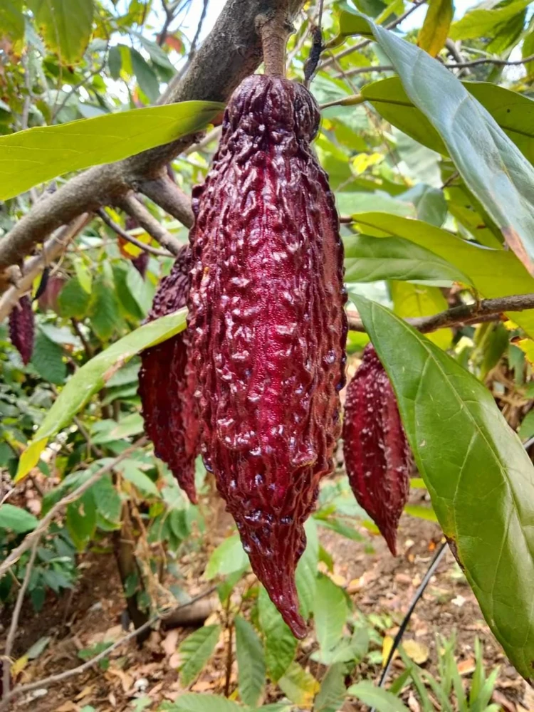 Cacao Tree Live Plant (Theobroma cacao) – Grow Your Own Chocolate – 12-24 inches Tall - Image 2