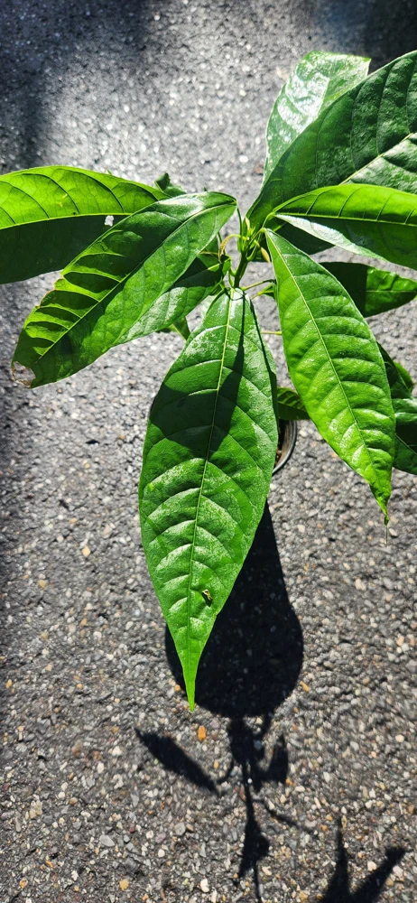 Cacao Tree Live Plant (Theobroma cacao) – Grow Your Own Chocolate – 12-24 inches Tall - Image 3