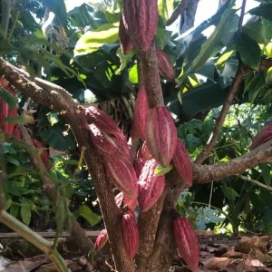 Cacao Tree Live Plant (Theobroma cacao) – Grow Your Own Chocolate – 12-24 inches Tall - Image 5