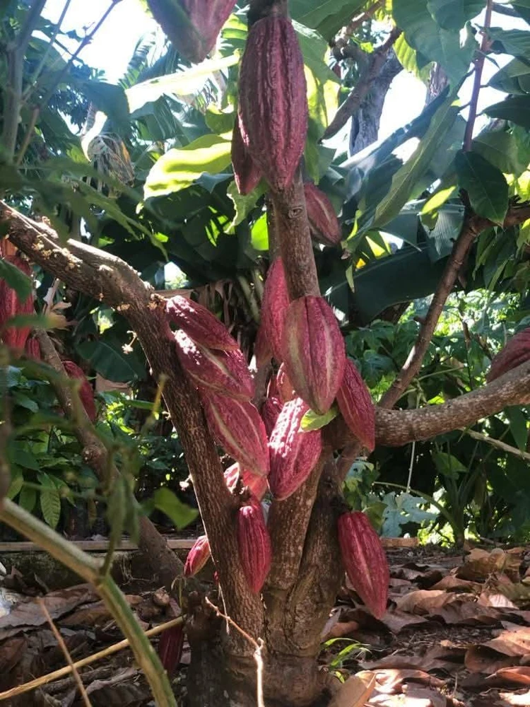 Cacao Tree Live Plant (Theobroma cacao) – Grow Your Own Chocolate – 12-24 inches Tall - Image 5