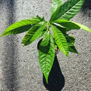 Cacao Tree Live Plant (Theobroma cacao) – Grow Your Own Chocolate – 12-24 inches Tall - Image 6