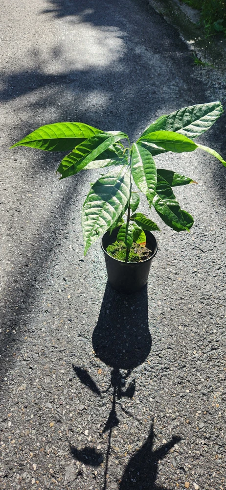 Cacao Tree Live Plant (Theobroma cacao) – Grow Your Own Chocolate – 12-24 inches Tall - Image 1