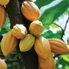 Cacao Tree Live Plant – Yellow Tropical Chocolate Plant – 10-24in Tall - Image 1