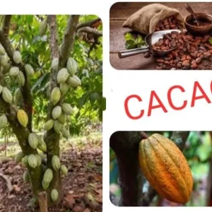 Cacao Tree Live Plant – Yellow Tropical Chocolate Plant – 10-24in Tall - Image 6