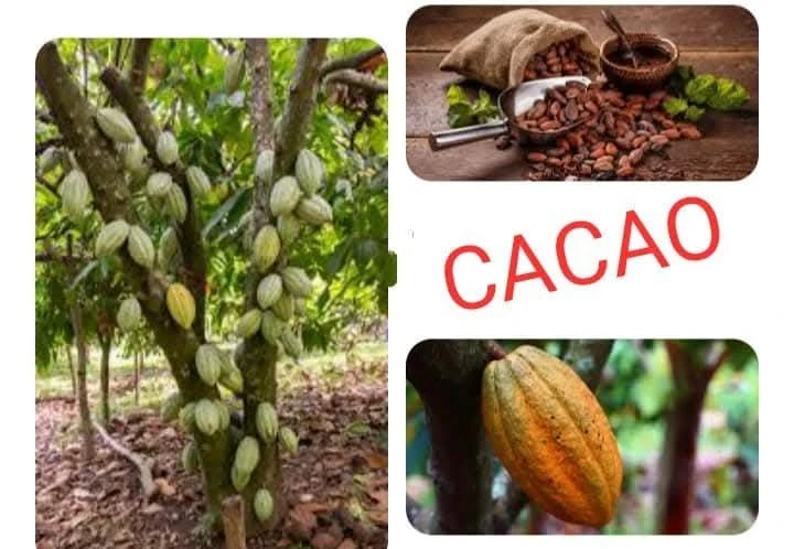 Cacao Tree Live Plant – Yellow Tropical Chocolate Plant – 10-24in Tall - Image 6