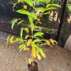 Caimito Star Apple Live Fruit Tree 2-3ft Tall - Tropical Plant - Image 1