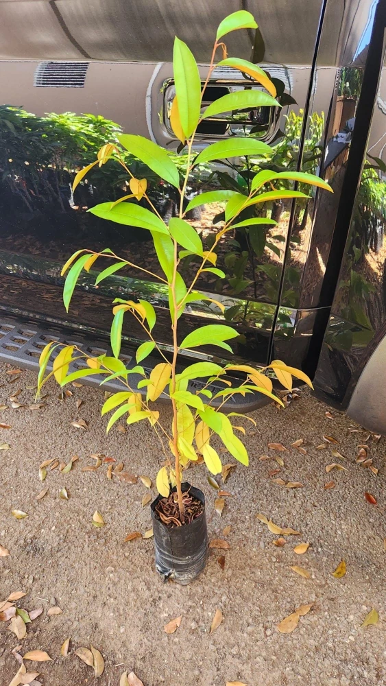 Caimito Star Apple Live Fruit Tree 2-3ft Tall - Tropical Plant - Image 1