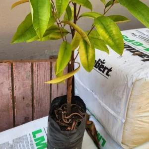 Caimito Star Apple Live Fruit Tree 2-3ft Tall - Tropical Plant - Image 2