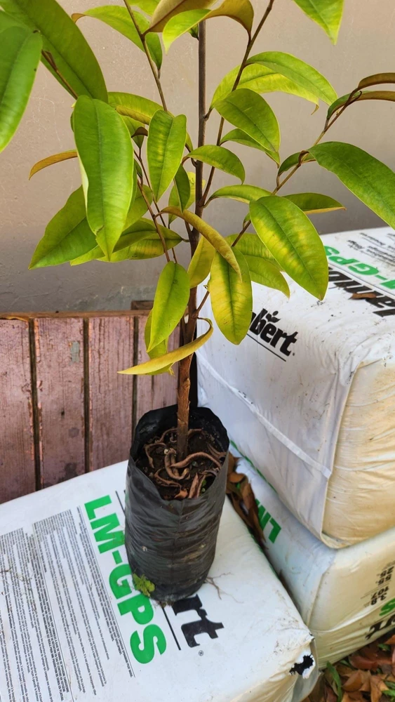Caimito Star Apple Live Fruit Tree 2-3ft Tall - Tropical Plant - Image 2