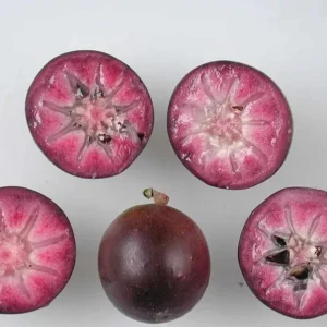 Caimito Star Apple Live Fruit Tree 2-3ft Tall - Tropical Plant - Image 3