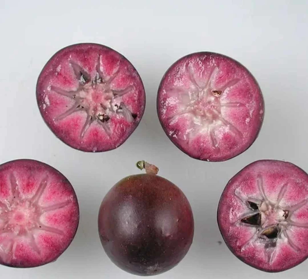 Caimito Star Apple Live Fruit Tree 2-3ft Tall - Tropical Plant - Image 3