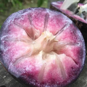 Caimito Star Apple Live Fruit Tree 2-3ft Tall - Tropical Plant - Image 4