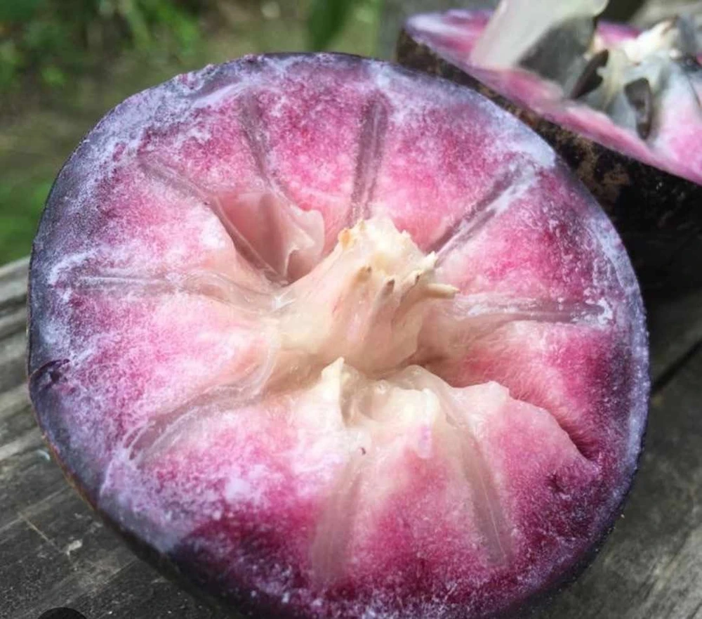 Caimito Star Apple Live Fruit Tree 2-3ft Tall - Tropical Plant - Image 4