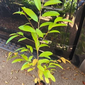 Caimito Star Apple Live Fruit Tree 2-3ft Tall - Tropical Plant - Image 5