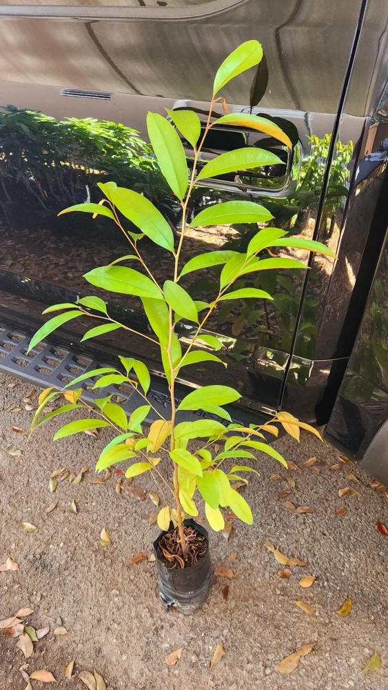 Caimito Star Apple Live Fruit Tree 2-3ft Tall - Tropical Plant - Image 5