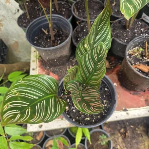 Calathea Ornata Pinstripe Live Plant - Pink White Striped Foliage - Indoor Decor - Image 2