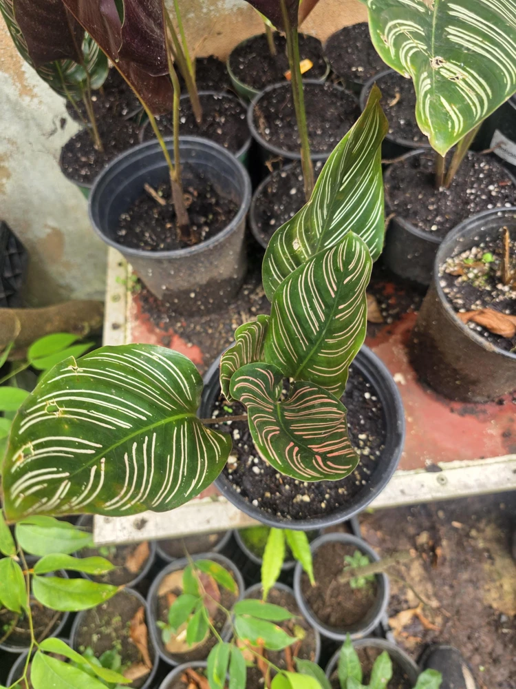 Calathea Ornata Pinstripe Live Plant - Pink White Striped Foliage - Indoor Decor - Image 2