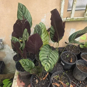 Calathea Ornata Pinstripe Live Plant - Pink White Striped Foliage - Indoor Decor - Image 3