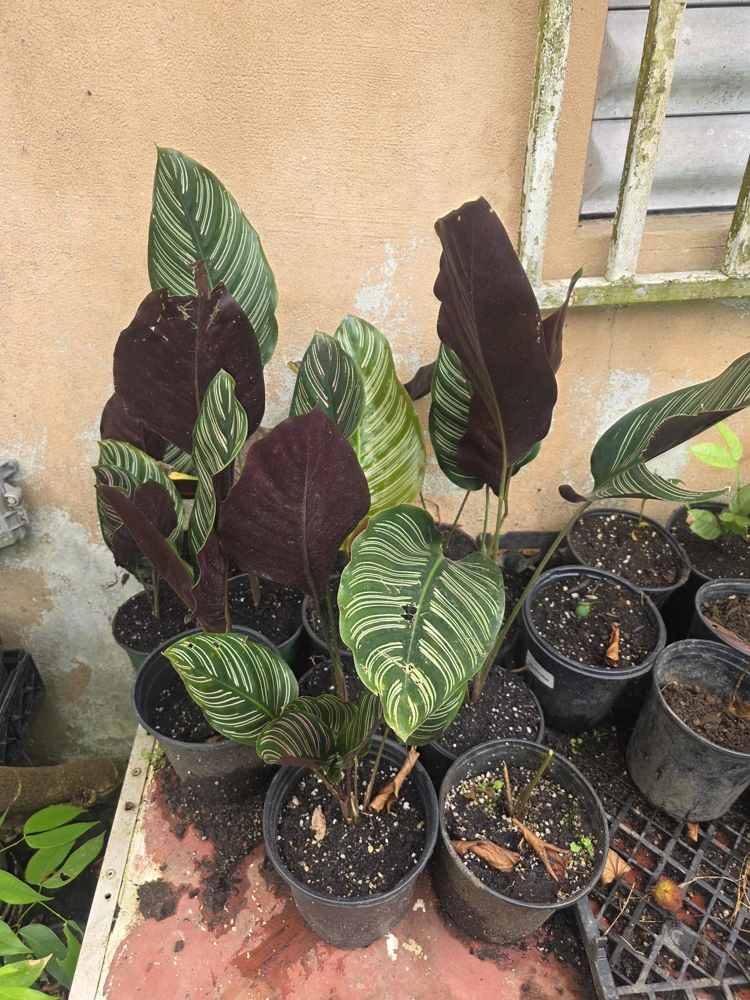 Calathea Ornata Pinstripe Live Plant - Pink White Striped Foliage - Indoor Decor - Image 3