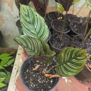 Calathea Ornata Pinstripe Live Plant - Pink White Striped Foliage - Indoor Decor - Image 1