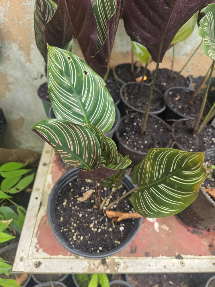 Calathea Ornata Pinstripe Live Plant - Pink White Striped Foliage - Indoor Decor - Image 1