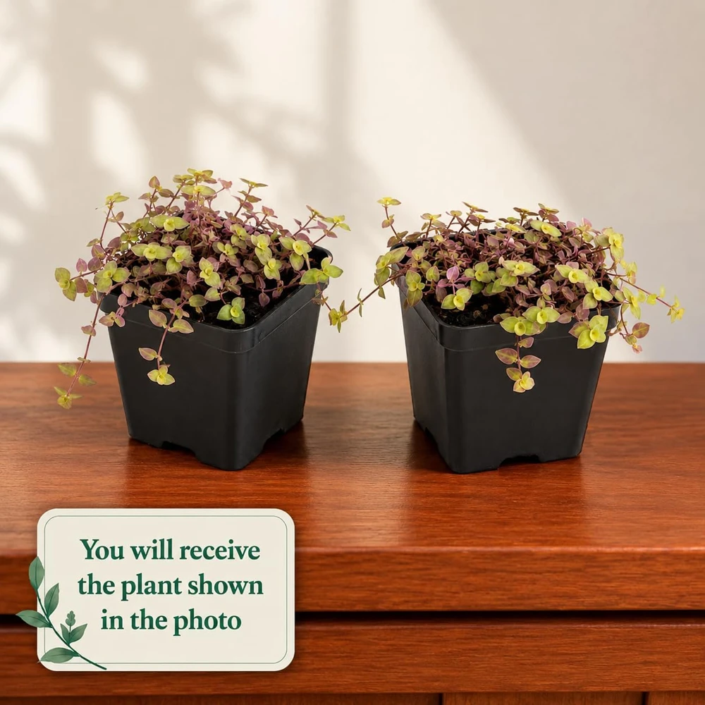 Callisia Live Plant Set – Turtle Vine, Pink Lady Houseplant – 5-8 Inch Tall, 4 Inch Pot - Image 2