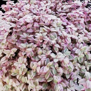 Callisia Live Plant Set – Turtle Vine, Pink Lady Houseplant – 5-8 Inch Tall, 4 Inch Pot - Image 3
