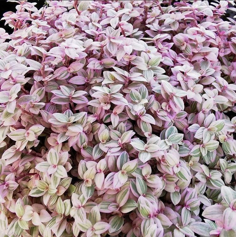 Callisia Live Plant Set – Turtle Vine, Pink Lady Houseplant – 5-8 Inch Tall, 4 Inch Pot - Image 3