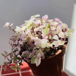 Callisia Live Plant Set – Turtle Vine, Pink Lady Houseplant – 5-8 Inch Tall, 4 Inch Pot - Image 4