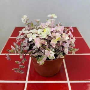 Callisia Live Plant Set – Turtle Vine, Pink Lady Houseplant – 5-8 Inch Tall, 4 Inch Pot - Image 5