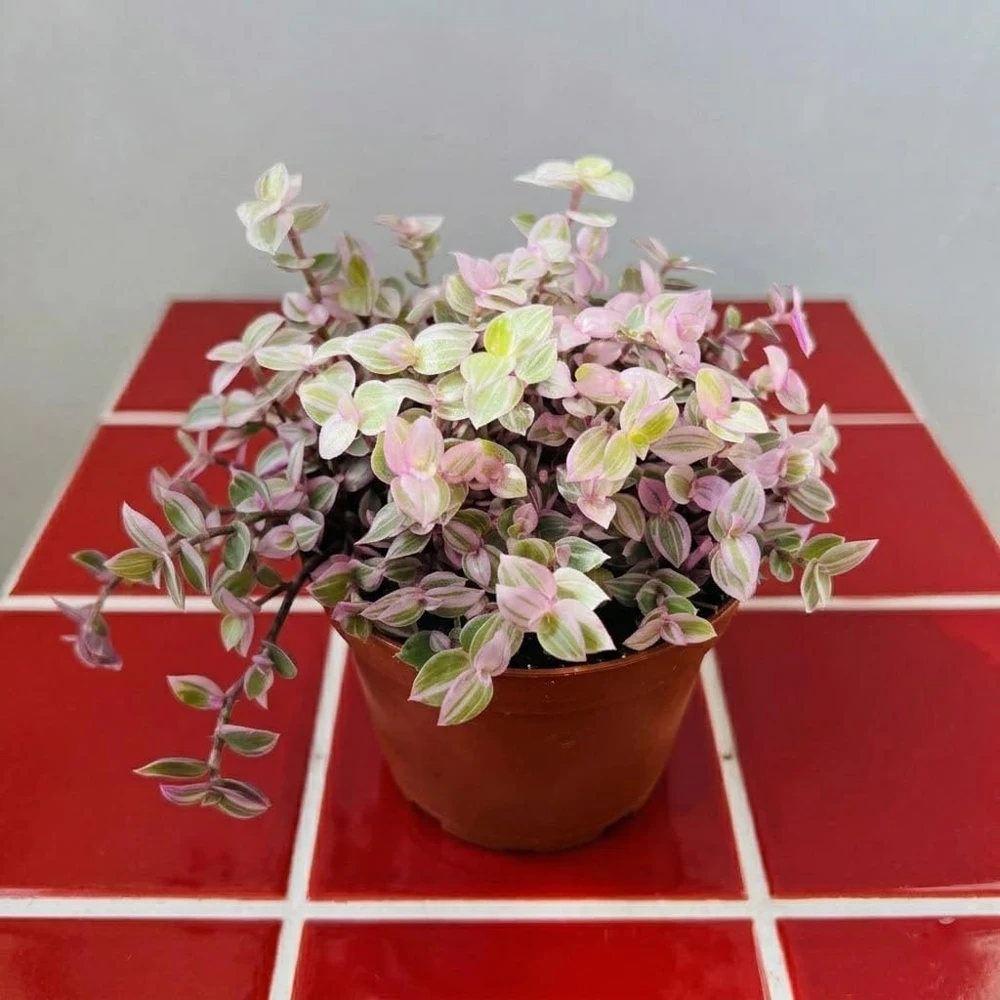 Callisia Live Plant Set – Turtle Vine, Pink Lady Houseplant – 5-8 Inch Tall, 4 Inch Pot - Image 5