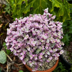 Callisia Live Plant Set – Turtle Vine, Pink Lady Houseplant – 5-8 Inch Tall, 4 Inch Pot - Image 6